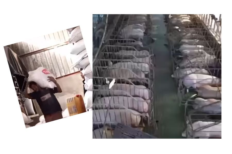 ¿Se deben revisar las leyes que obstruyen la producción porcina? 2 Leyes que obstruyen la producción porcina