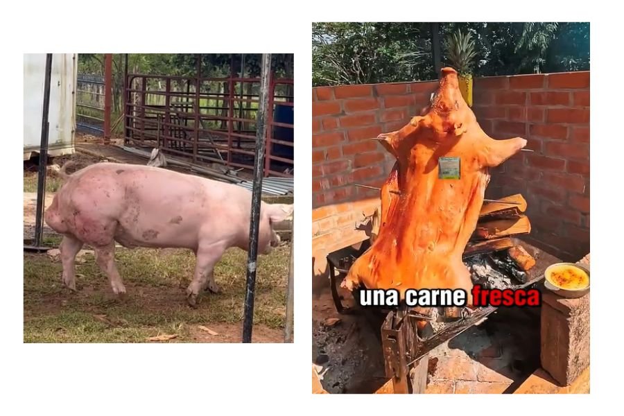 Defendamos Nuestra Producción de Carne de Cerdo Nacional. 3