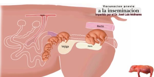 INSEMINACIÓN ARTIFICIAL Y VACUNACIÓN PREVIA A LA MONTA: CLAVES PARA UNA REPRODUCCIÓN PORCINA ÉTICA Y EFICIENTE 🐖 3